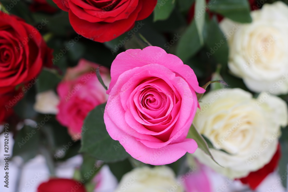 Obraz premium Rose