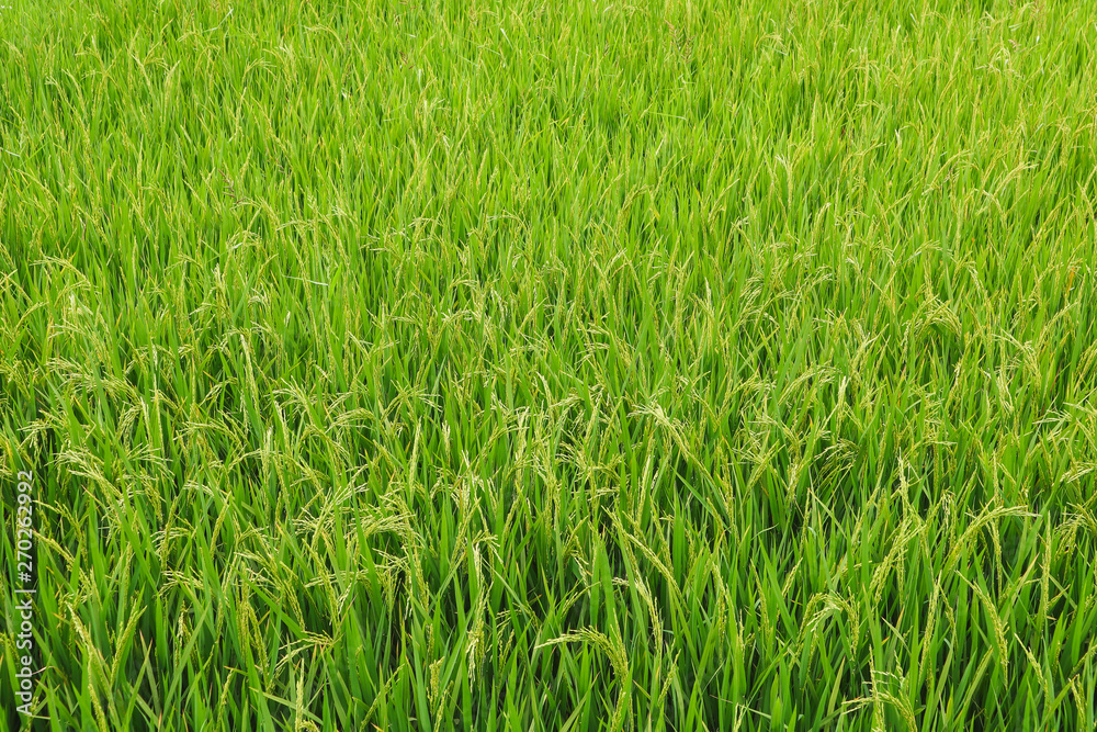 Part of the rice field in Vietnam. Part of the rice field in Vietnam.