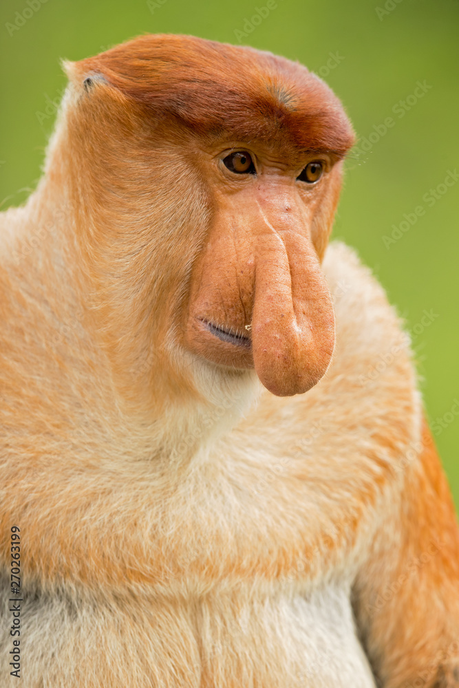 Naklejka premium Proboscis monkey (Nasalis larvatus) or long-nosed monkey, known as the bekantan in Indonesia, is a reddish-brown arboreal Old World monkey with an unusually large nose. It is endemic to Borneo