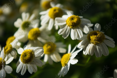 a bouquet of bright spring flowers of various types