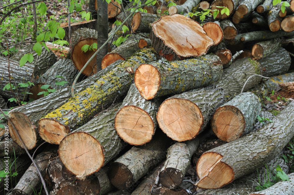 cut beech trees with lichen covered bark in forest cut beech trees with lichen covered bark in forest