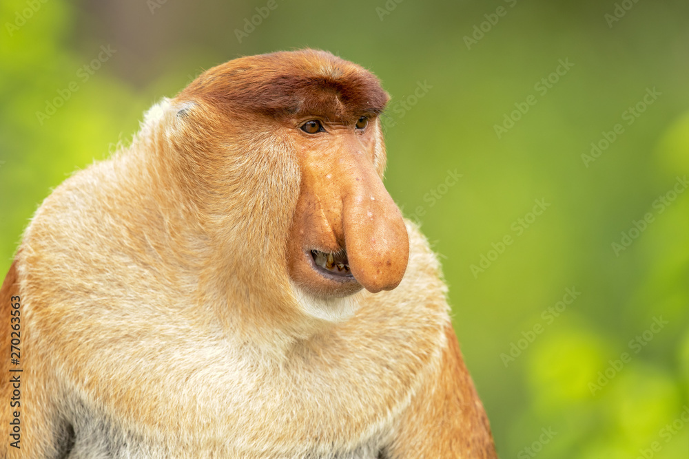 Proboscis monkey (Nasalis larvatus) or long-nosed monkey, known as the  bekantan in Indonesia, is a reddish-brown arboreal Old World monkey with an  unusually large nose. It is endemic to Borneo Stock Photo |