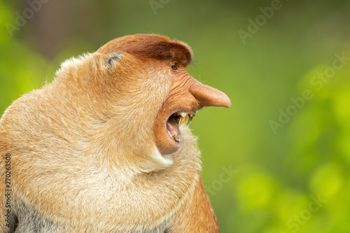 Proboscis monkey (Nasalis l...