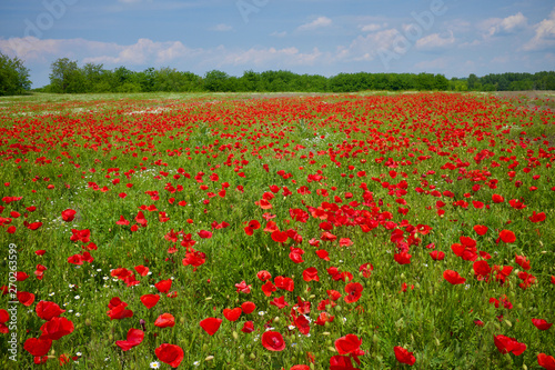 Rural scenery with a poppy field
