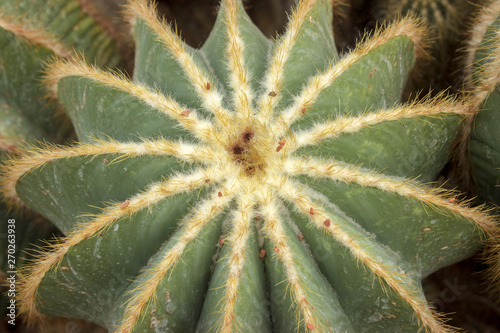 Detail of big echinocactus grusonii