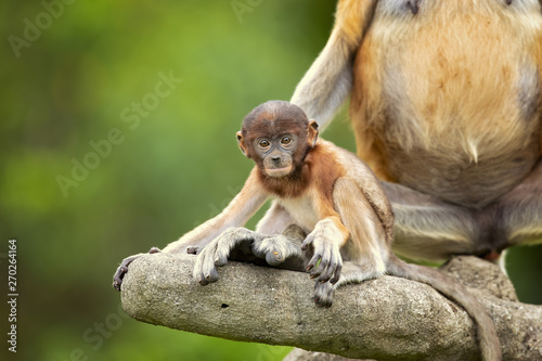 Fototapeta Naklejka Na Ścianę i Meble -  Proboscis monkey (Nasalis larvatus) or long-nosed monkey, known as the bekantan in Indonesia, is a reddish-brown arboreal Old World monkey with an unusually large nose. It is endemic to Borneo