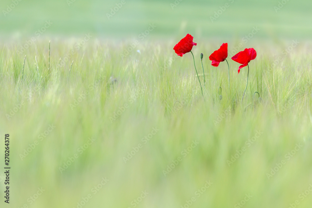 Naklejka premium poppy