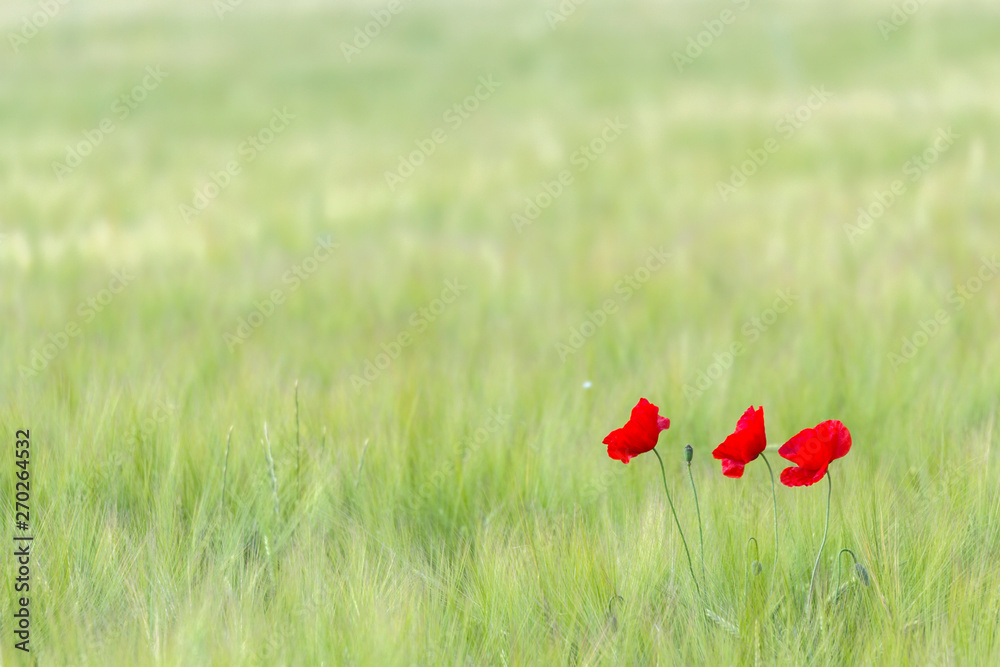 Naklejka premium poppy