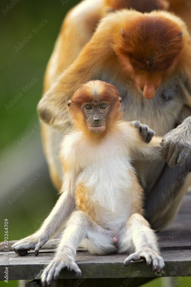 Proboscis monkey (Nasalis larvatus) or long-nosed monkey, known as the bekantan in Indonesia, is a reddish-brown arboreal Old World monkey with an unusually large nose. It is endemic to Borneo Proboscis monkey (Nasalis larvatus) or long-nosed monkey, known as the bekantan in Indonesia, is a reddish-brown arboreal Old World monkey with an unusually large nose. It is endemic to Borneo