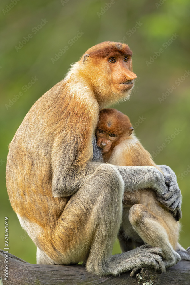 Naklejka premium Proboscis monkey (Nasalis larvatus) or long-nosed monkey, known as the bekantan in Indonesia, is a reddish-brown arboreal Old World monkey with an unusually large nose. It is endemic to Borneo