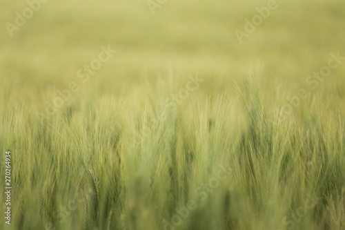 Campo di grano verde in primavera