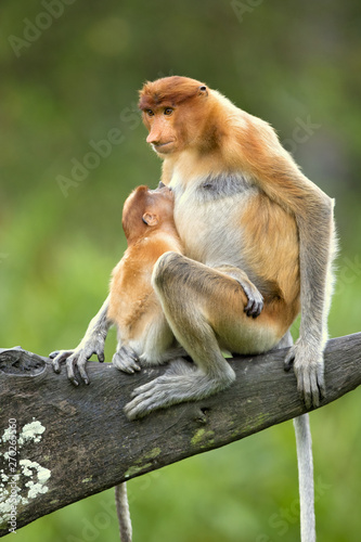 Proboscis monkey (Nasalis larvatus) or long-nosed monkey, known as the bekantan in Indonesia, is a reddish-brown arboreal Old World monkey with an unusually large nose. It is endemic to Borneo © Milan