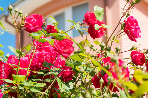 Fototapeta Naklejka Na Ścianę i Meble -  Beautiful roses in garden. Huge bushes of red roses in a garden. Fur spring blossoming