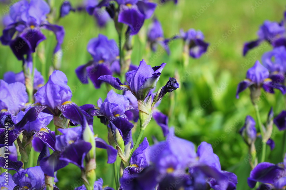 Blue iris flowers growing in garden, green background. Lot of irises (Iris germanica) Blue iris flowers growing in garden, green background. Lot of irises (Iris germanica)
