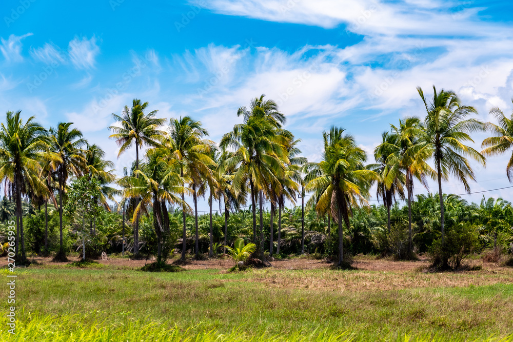 Fototapeta premium coconut palm trees on beach 