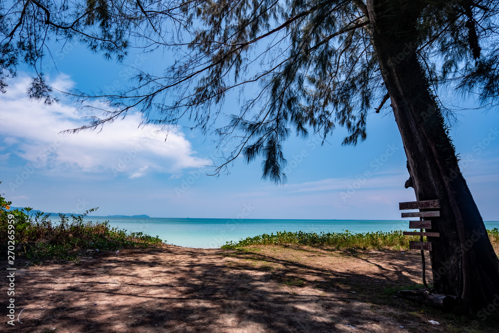 tropical beach and sea, Pine tree on the beach Khao Lak  Southeast Alive