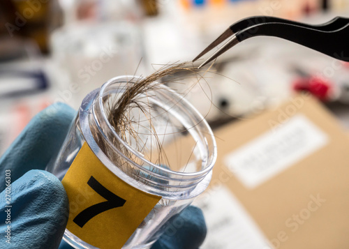 Specialized police analyzes hair of murder victim with a tweezers, conceptual image photo