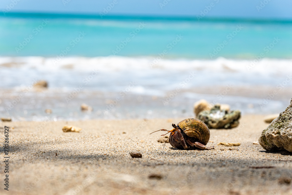 shell on the beach, Hermit crab , On the beach, Southeast Alive shell on the beach, Hermit crab , On the beach, Southeast Alive
