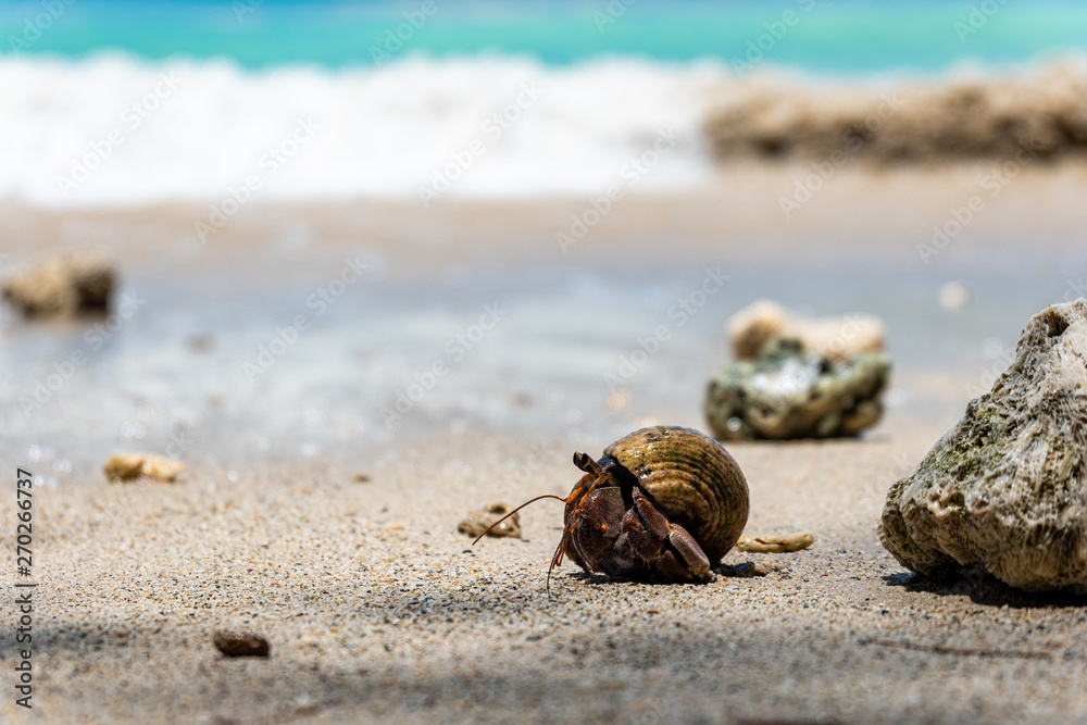 shell on the beach, Hermit crab ,  On the beach, Southeast Alive