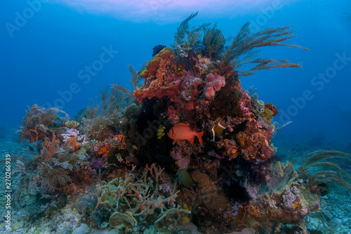 A beautiful reef scape with corals in blue water © Timothy