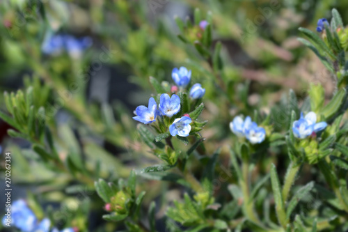 Scrambling gromwell