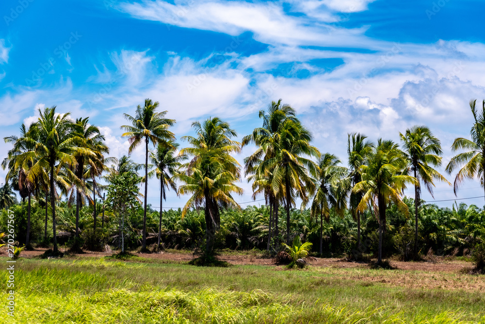 coconut palm trees on beach 