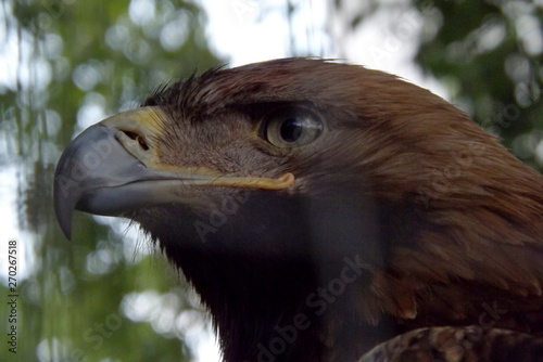 portrait of an eagle