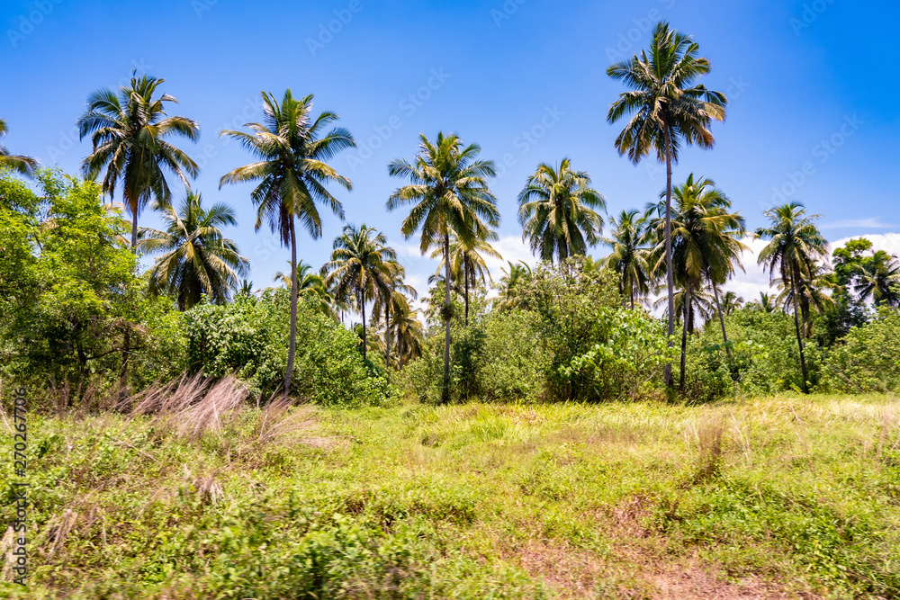 Naklejka premium coconut palm trees on beach 