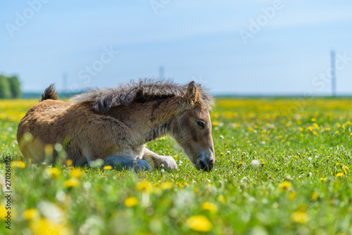 Young thoroughbred foal resting on a field of dandelions.
