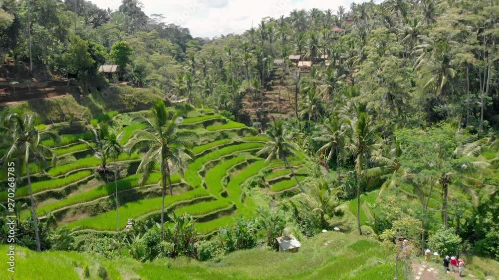 Drone view of beautiful scenery that contains rice fields in a natural environment. Drone view of beautiful scenery that contains rice fields in a natural environment.