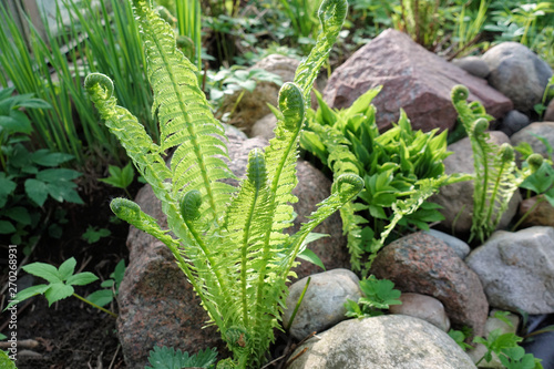 Beautyful ferns leaves green foliage natural floral fern background in sunlight. photo