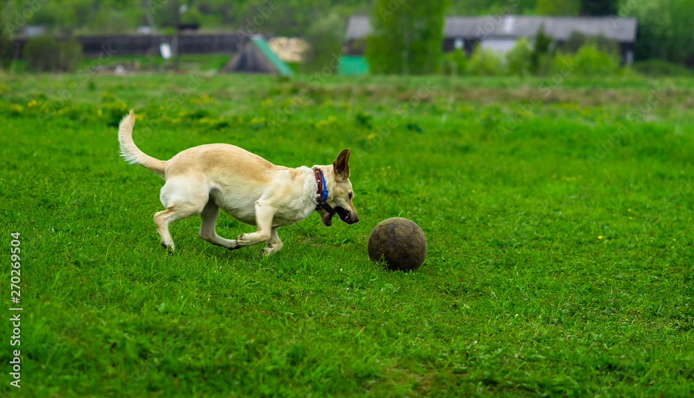 Obraz premium Labrador dog runs on the green grass and plays with the ball