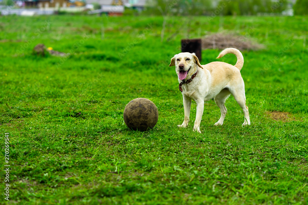 Labrador dog runs on the green grass and plays with the ball