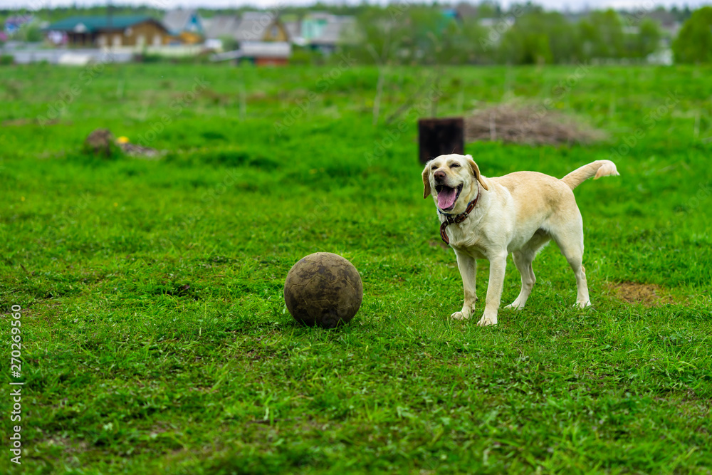 Labrador dog runs on the green grass and plays with the ball