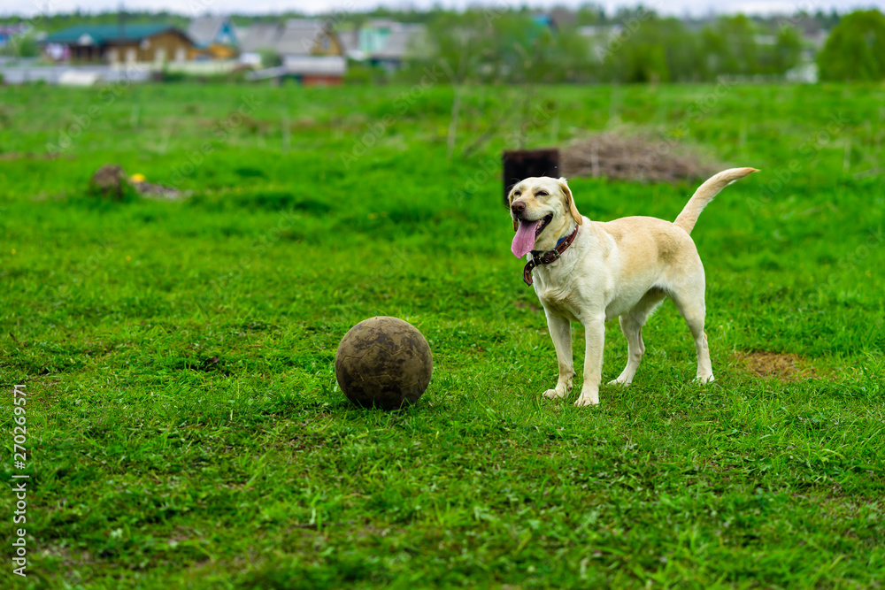 Labrador dog runs on the green grass and plays with the ball