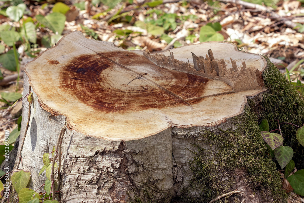 Sawn wood in the forest for timber for raw materials . Sawn wood in the forest for timber for raw materials .