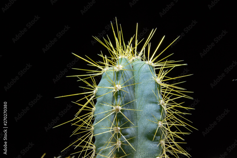 Obraz cereus kaktus z bliska