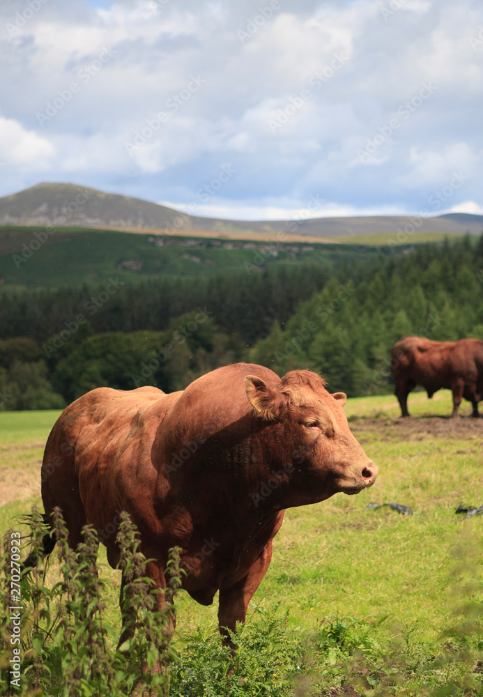 Bulls in a field on a farm in the Scottish Highlands