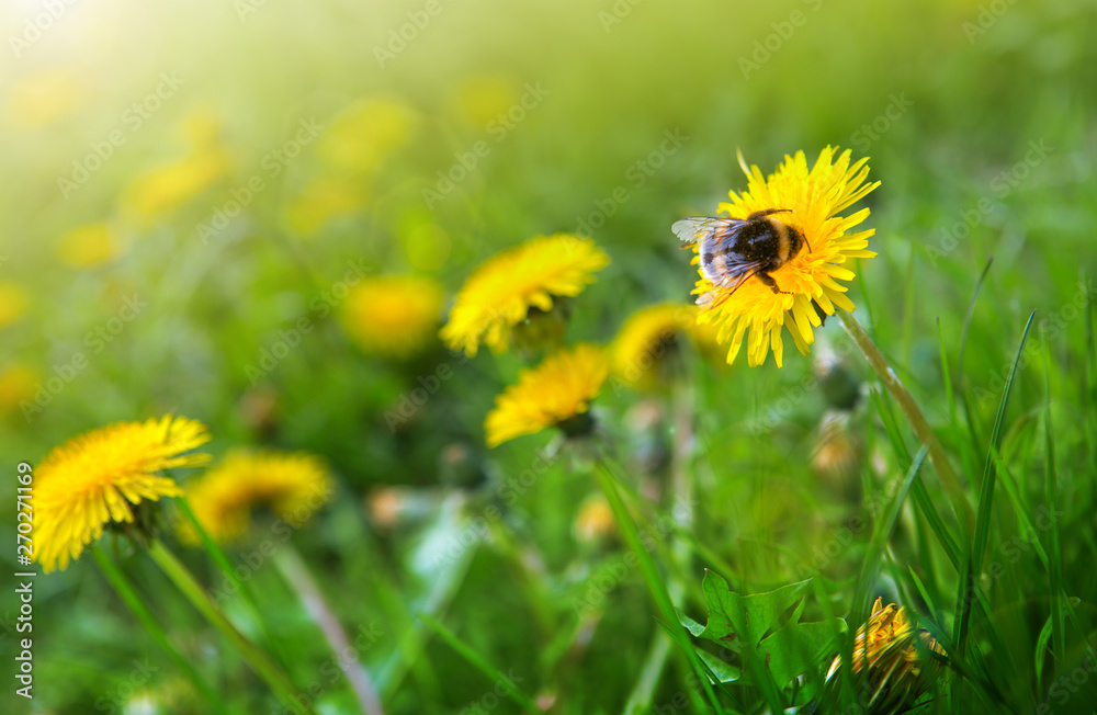 Macro shot on dandelion flowers and big bumblebee. Macro shot on dandelion flowers and big bumblebee.