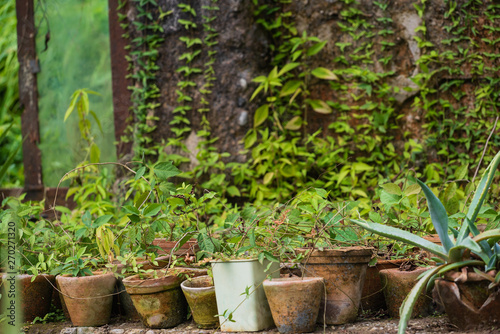 plants in the pots, greenhouse