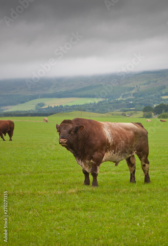 Bulls in a field on a farm in the Scottish Highlands