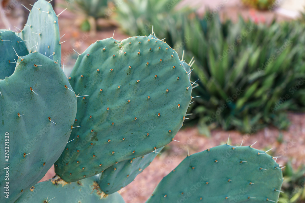 Opuntia cacti in a desert garden Opuntia cacti in a desert garden
