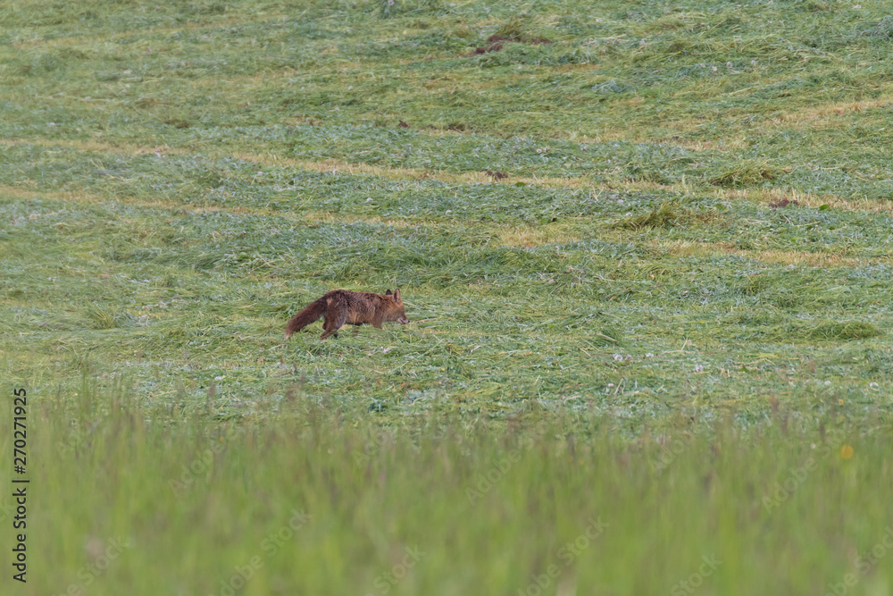 Red fox hunting in a meadow Red fox hunting in a meadow