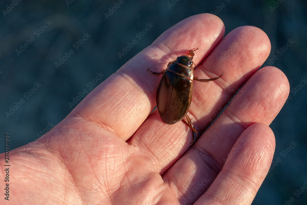 One predatory diving beetle (Dytiscidae) in entomologis hand, closeup. Man holds a live insect in the palm of his hand.