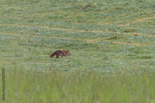 Red fox hunting in a meadow 