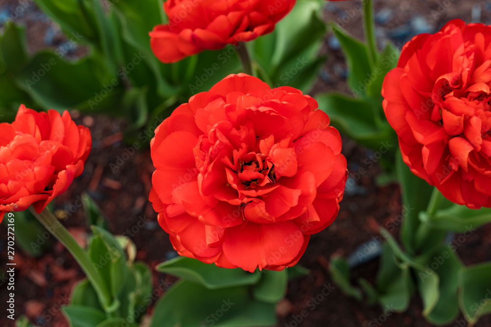 Beautiful flower, red tulip blooms in the garden. Top view