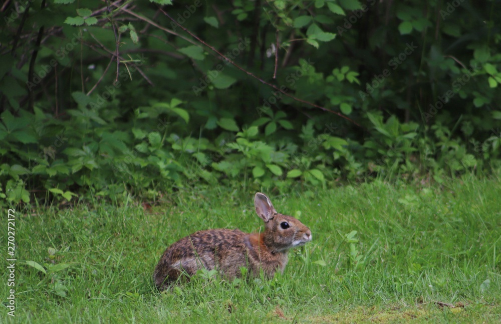 Obraz premium Eastern Cottontail (Sylvilagus Floridanus) Rabbit in the Wild