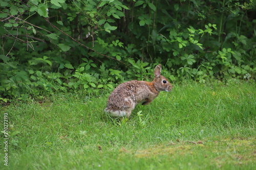 Eastern Cottontail (Sylvilagus Floridanus) Rabbit in the Wild © Michael