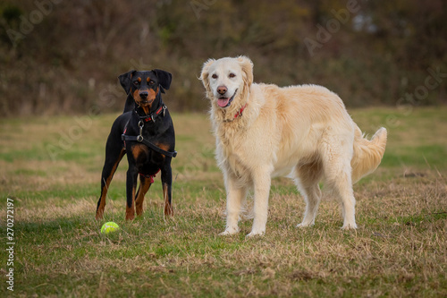 Photography Happy dogs ready for the go to chase the ball