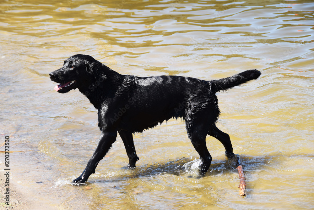 wet black running, swimming dog